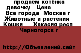 продаём котёнка девочку › Цена ­ 6 500 - Все города, Москва г. Животные и растения » Кошки   . Хакасия респ.,Черногорск г.